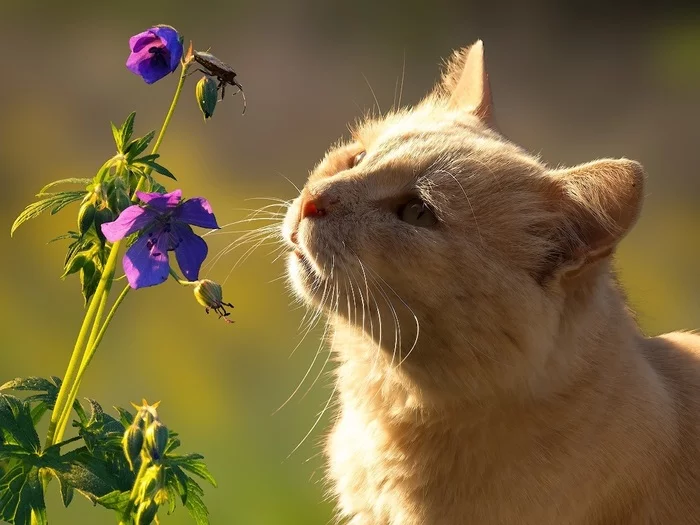 Whose will you be? - cat, Flowers, Insects, Redheads