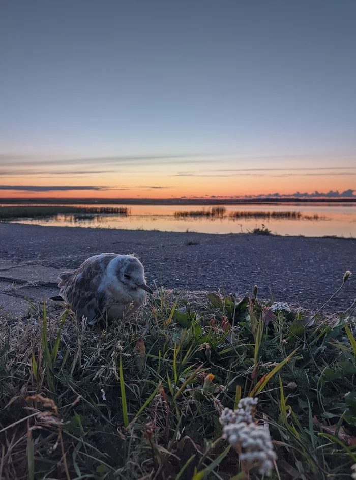 Sleepy gull - My, Mobile photography, dawn