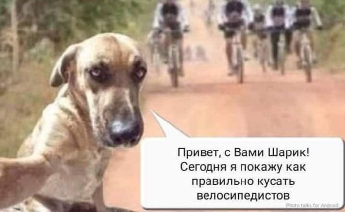 Blogger Sharik - Ball, Dog, Cyclist, Blog, Bloggers, How is it correct?, Picture with text