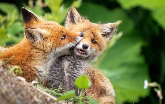 Кусь тебя, чтоб не так грустно было