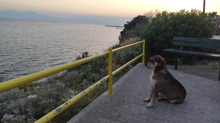 Pondered - Sea, Relaxation, Dog, Philosopher