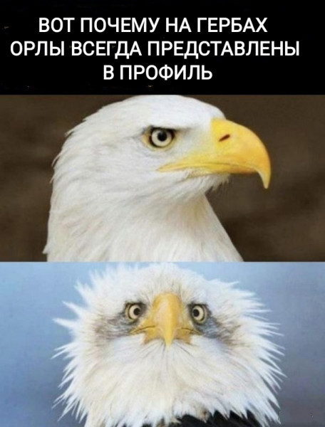 What a stupid face! - Eagle, Full Face, Profile, Repeat