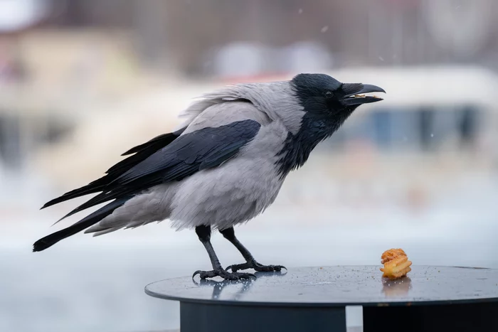 Somewhere God sent a piece of eclair to a crow... - My, The photo, Photographer, Moscow, Crow, Grey Crow, Birds, Bird watching, Eclairs, , Food