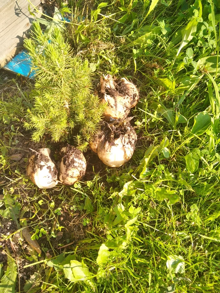 A small new year with garlic in July) Krasnoyarsk - My, Gardening, Garlic, Longpost