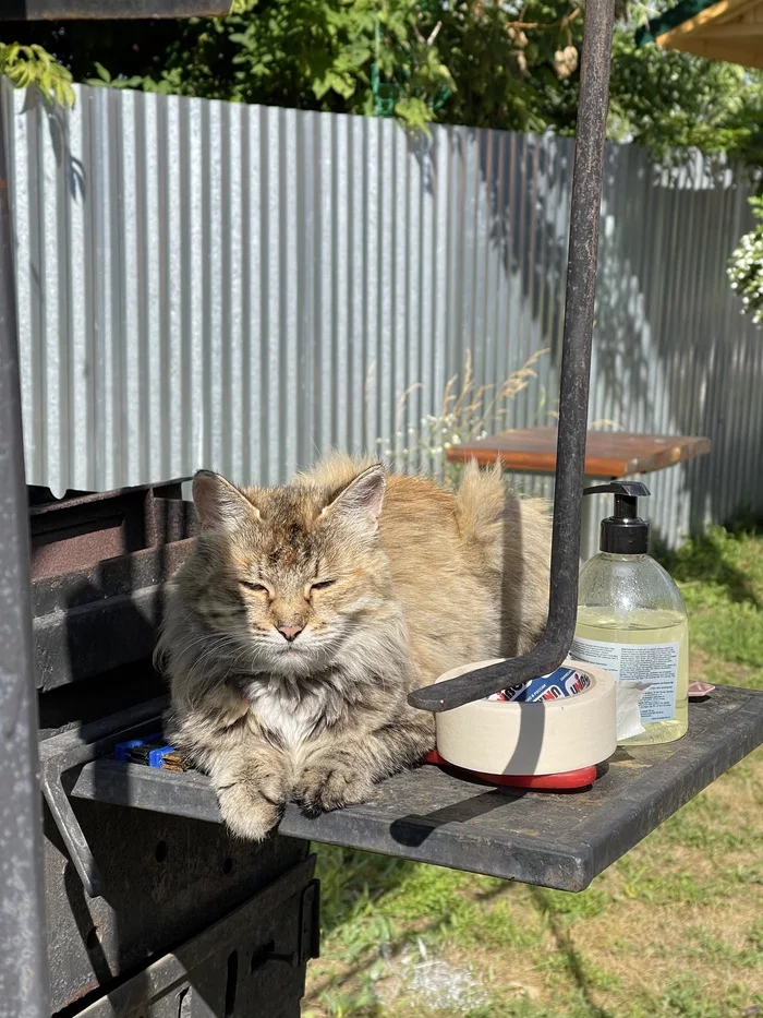 Country cats - My, cat, Village, Nature, Dacha, Longpost