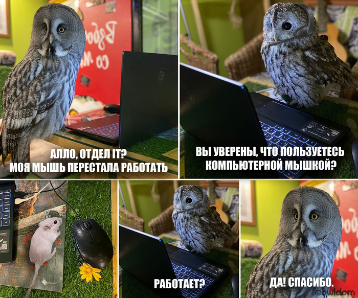 Мемы с совами #4