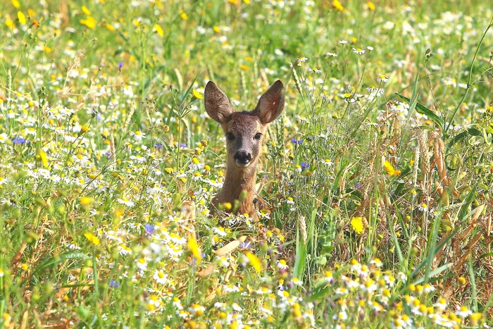 Curiosity - Roe, Artiodactyls, Wild animals, Republic of Belarus, The national geographic, Animals, wildlife, The photo, , beauty of nature, Milota, Curiosity