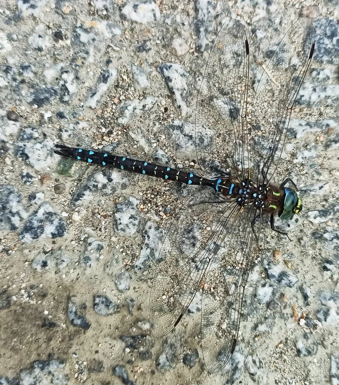 Dragonfly - My, Nature, Insects, beauty, The photo