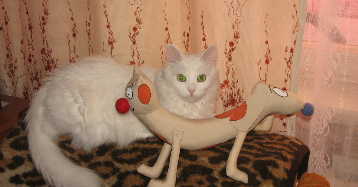 Котопес настоящий