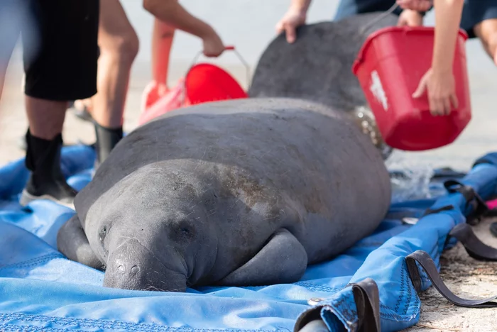 Sea bull rescued from death in Florida - Manatee, Aquatic inhabitants, Animal Rescue, wildlife, USA, Florida, Jacksonville, Zoo, , Rare view, Red Book, Wild animals, Mammals, Longpost