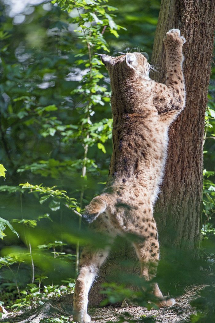 Рыси | Пикабу