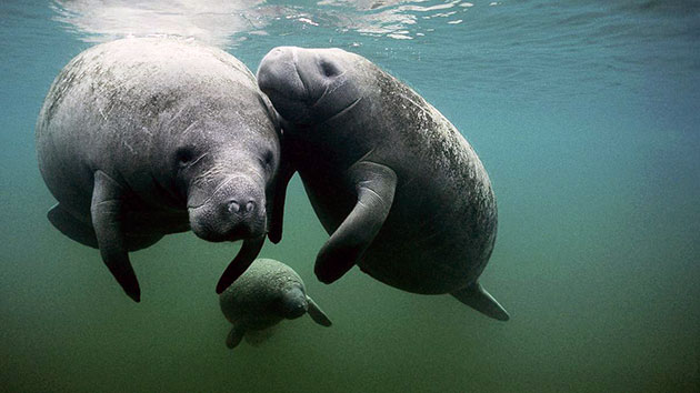 Sea bull rescued from death in Florida - Manatee, Aquatic inhabitants, Animal Rescue, wildlife, USA, Florida, Jacksonville, Zoo, , Rare view, Red Book, Wild animals, Mammals, Longpost