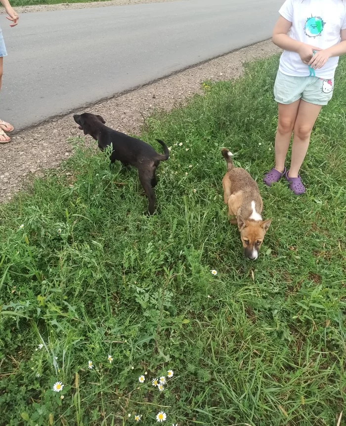 Puppies on the roadside Tula region - My, Dog, Puppies, No rating