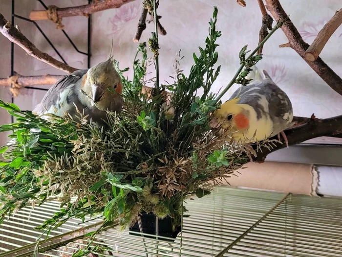 And we have Sunday fortification of birds with green tasty treats - My, Birds, A parrot, Sparrow, The diet, Corella Bonya and Yasha, Sparrow Tosha, Greenery, Grass, , Nutrition, Longpost