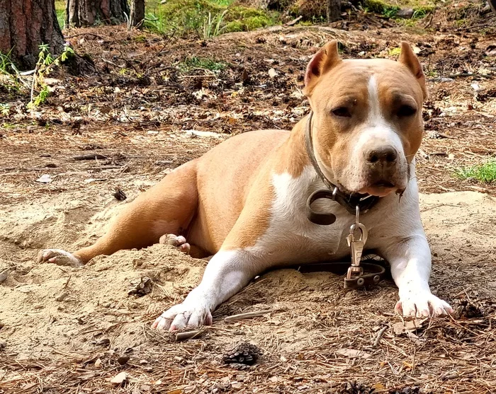 Amstaff in the forest - My, Amstaff, Dog