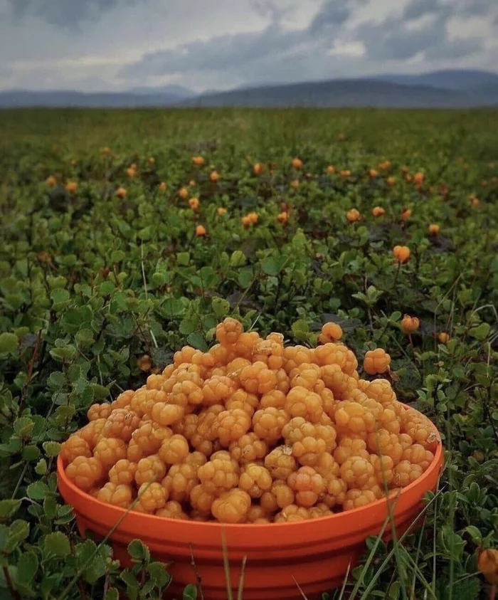 Cloudberry season is open - Cloudberry, Yamal, Season, Berries, Tundra, Gifts of nature, Vorkuta, Komi