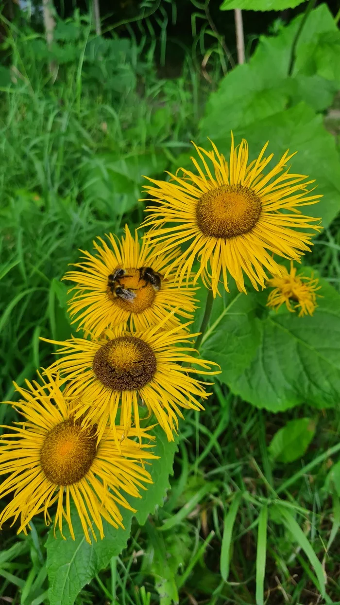 Summer - My, Summer, Flowers, Bees