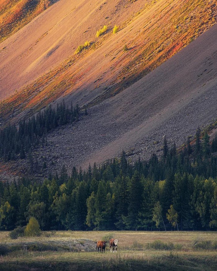 Evening in the Chuya Valley - My, Mountain Altai, Nature, beauty of nature, The nature of Russia, Video, The mountains, The photo, Landscape, Altai, , Tourism, Travels, Altai Republic