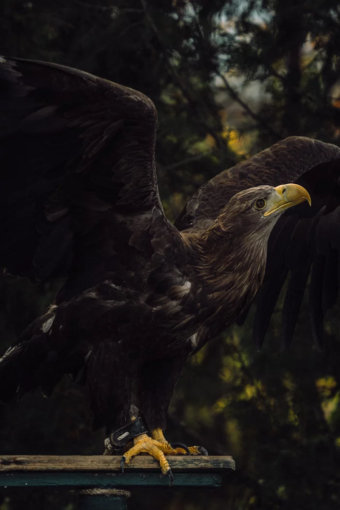 Let's talk about birds - My, Longpost, Birds, Predator birds, The photo, Sony, Sony a6000