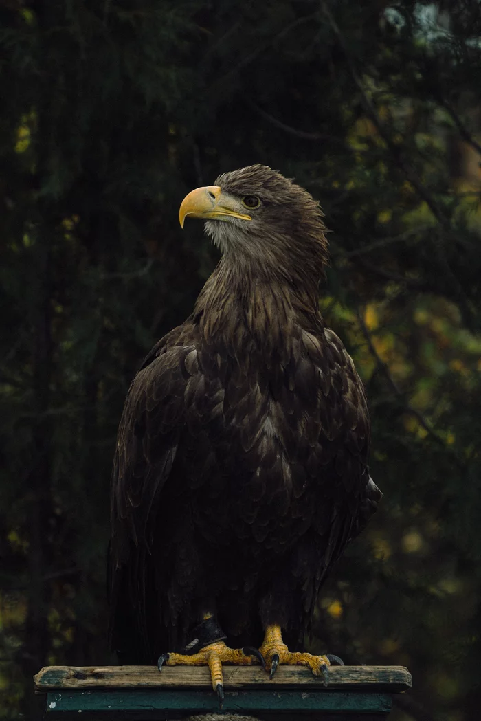 Let's talk about birds - My, Longpost, Birds, Predator birds, The photo, Sony, Sony a6000