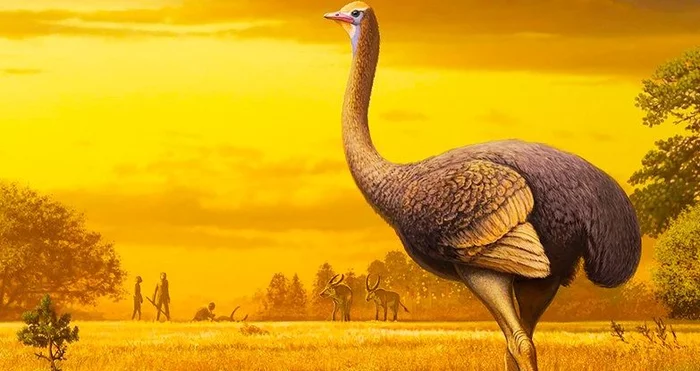 Pakistrutio dmanisens: The Crimean ostrich is 3 times larger than usual! What is known about the largest bird in the Northern Hemisphere? - Paleontology, Birds, Giants, Crimea, Yandex Zen, Animal book, Longpost