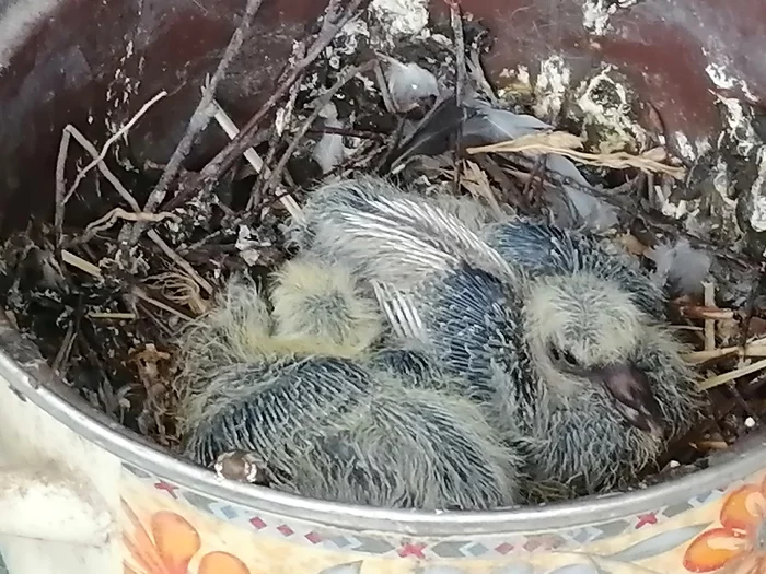 Start of a new life - My, Pigeon, Chicks of pigeons, Balcony