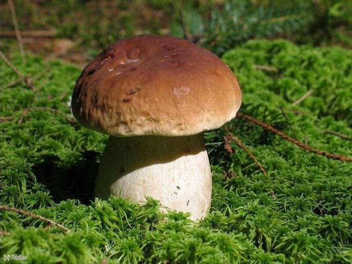 Интересные факты о белых грибах Интересное, Грибы, Еда, Природа, Факты, Длиннопост