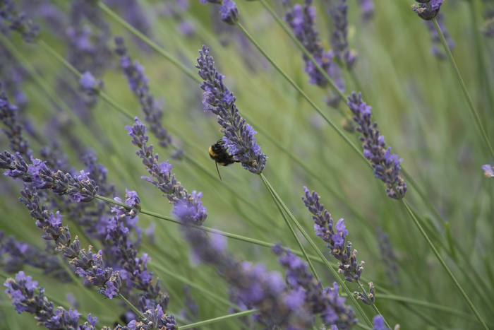 Просто шмель