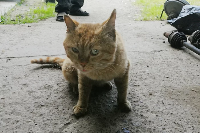 Продолжение поста «Кот Рыжий» - Моё, Кот, Рыжие, Колбаса, Ответ на пост, Длиннопост