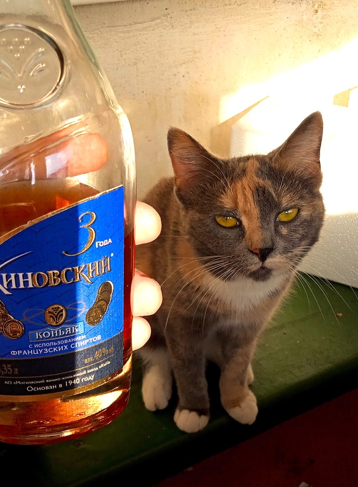 Сидим с кошкой на балконе