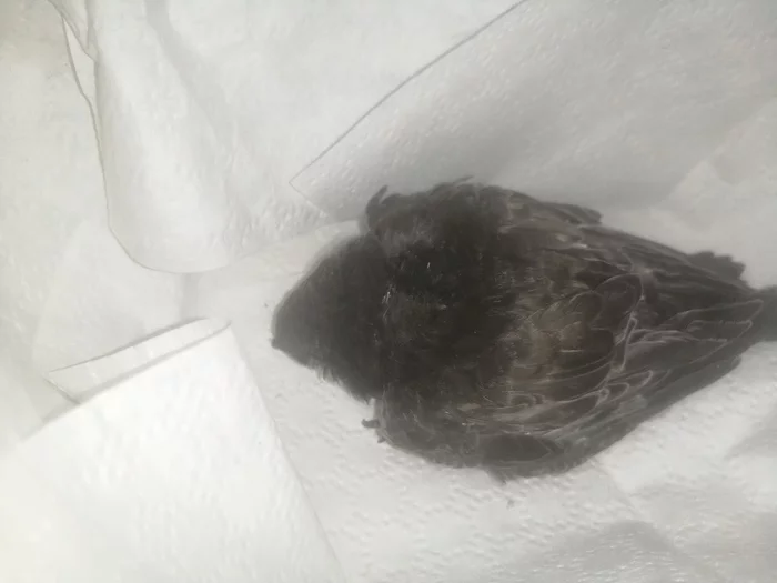 Swift weighing 20g with closed eyes, but already in feathers. - My, Swift, Chick, Nursing, Ornithology