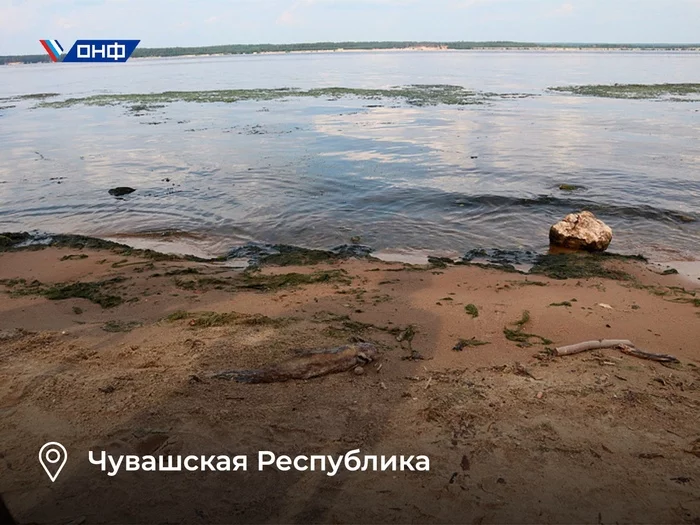 (Flowing) the Volgaaa River blooms ... - news, Chuvashia, Ecology, Ecological catastrophy, Cheboksary