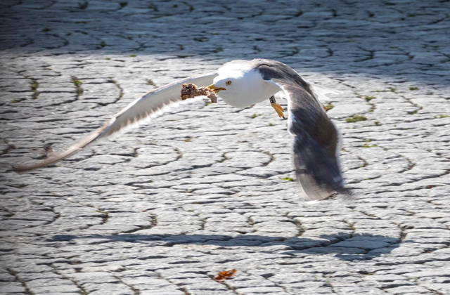 Swedish cafes begin compensating customers whose food was stolen by seagulls - Birds, Sweden, Cafe, Compensation, Robbers, Wild animals, Interesting