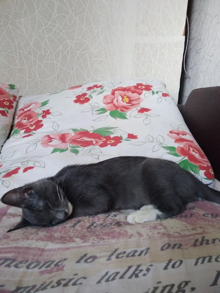 Sleeping sweetly - My, cat, Milota