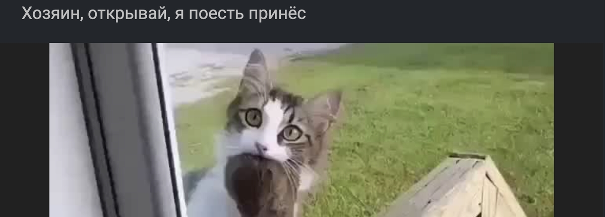 Был бы у меня такой кот