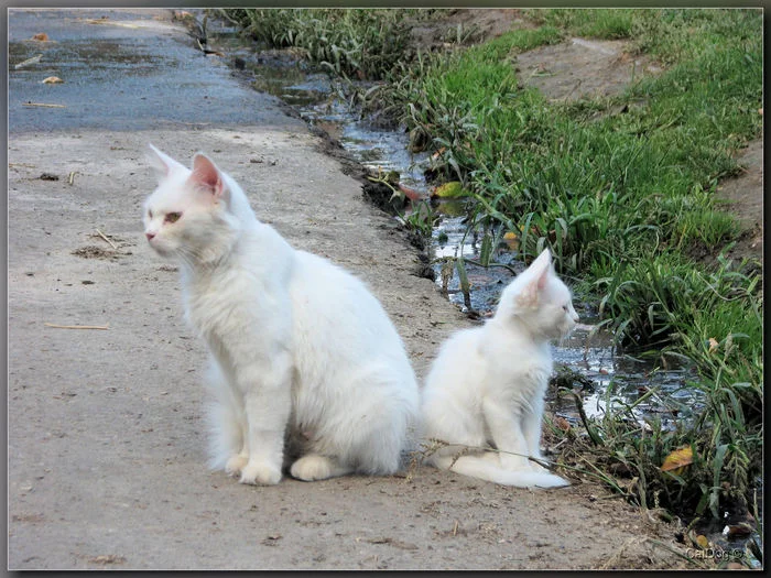 On a walk with a child)) - My, cat, Kittens