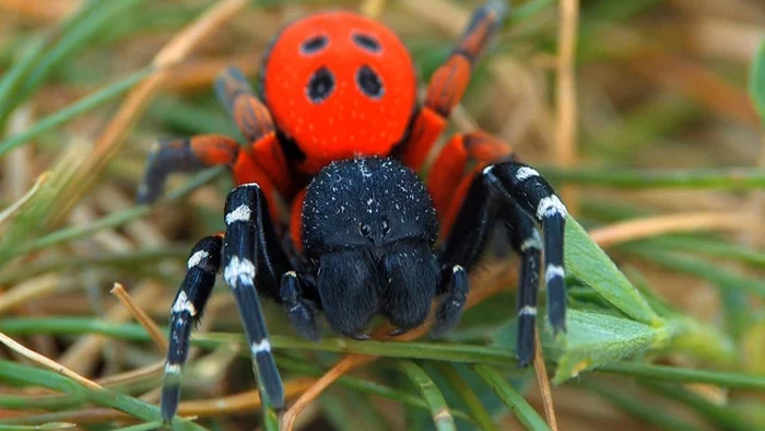 ladybug spider - My, Insects, Spider, Biology, League of biologists, Video, Longpost