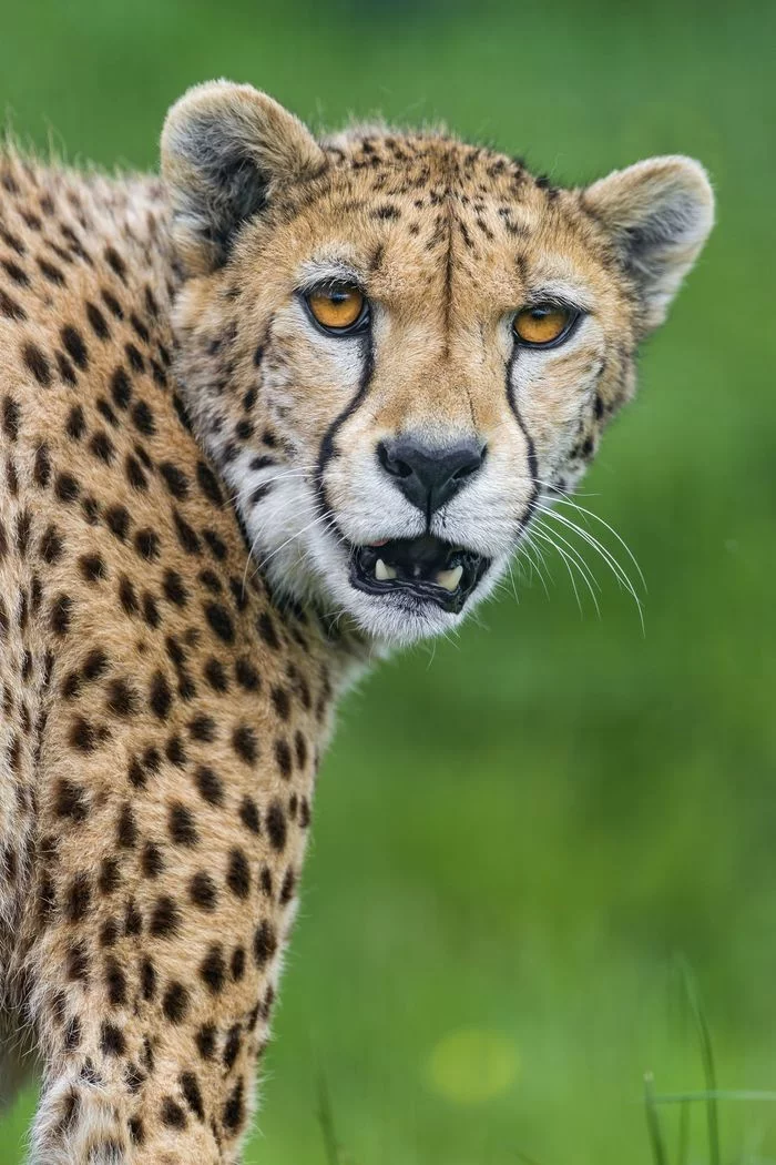 Cheetahs - Cheetah, Small cats, Cat family, Animals, Zoo, The photo, Longpost