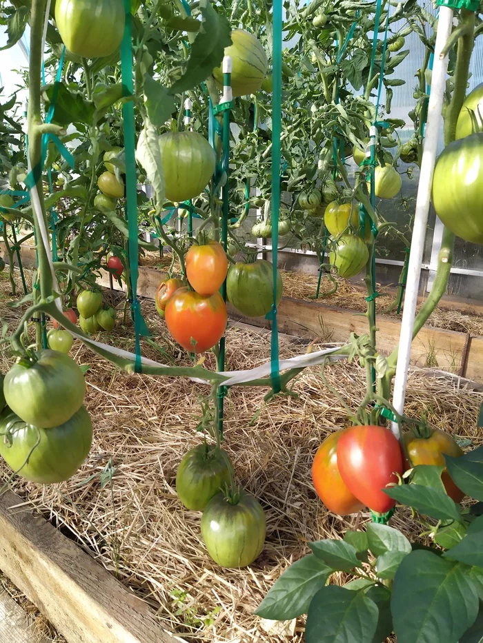 My little tomato experiment - My, Tomatoes, Cherry tomatoes, Greenhouse, Garden, Longpost