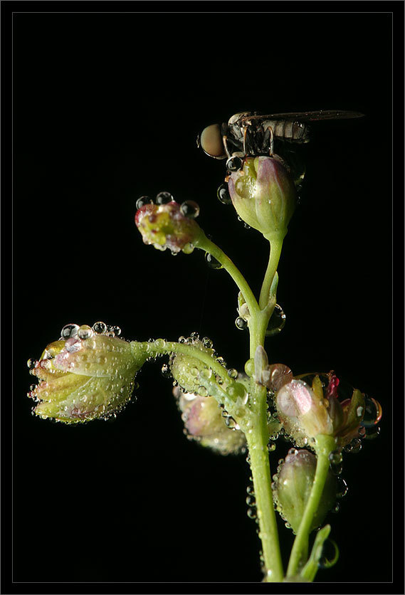 Continuation of the post Pennitsa drooling - Macro photography, Insects, , Reply to post