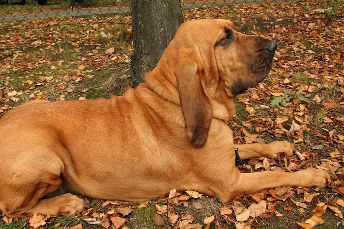 Bloodhound: advantages and disadvantages of an ancient hound breed with the character of a companion - Animals, Dog, Bloodhound, Yandex Zen, Longpost