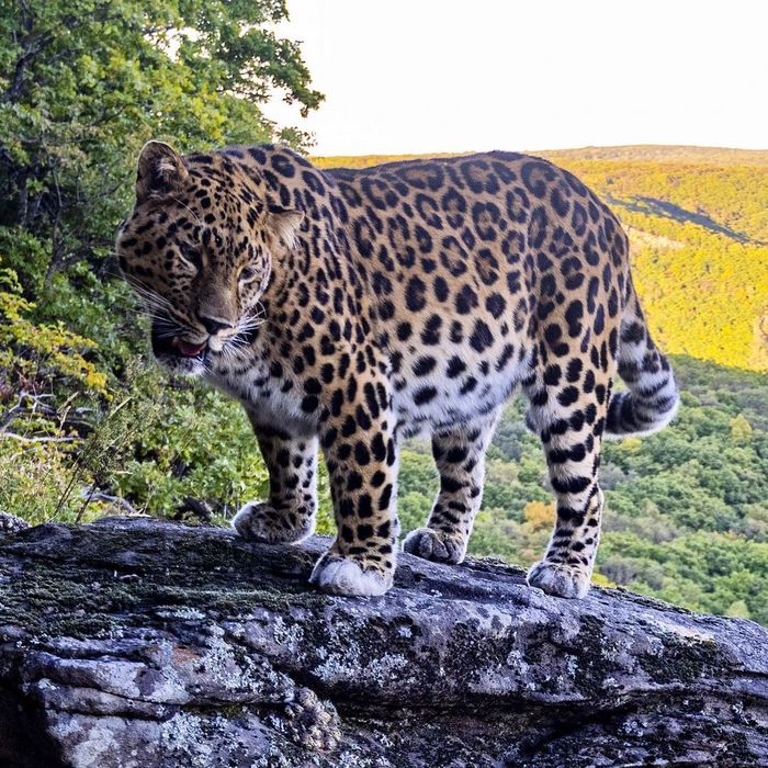 More than 100 rarest leopards recorded in Primorye - Leopard, Far Eastern leopard, Big cats, Cat family, Land of the Leopard, National park, Wild animals, Predator, , Population, Дальний Восток, Positive, Animal protection, Animal Rescue, Fat cats