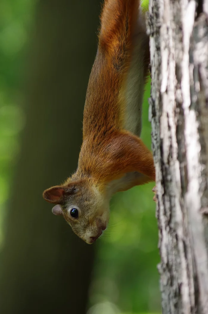 What did you bring? - My, Pentax, Squirrel, The photo, Longpost