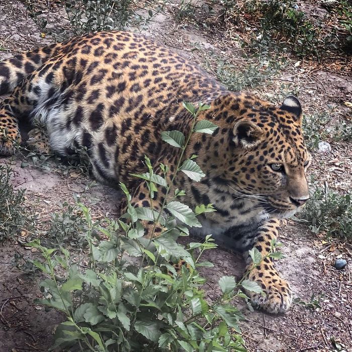 Not pregnant, just loves to eat. The zoo of Almaty told about the favorite of visitors - Leopard, Big cats, Cat family, Wild animals, Predator, Zoo, Kazakhstan, Almaty, , Long-liver, Fat cats, Red Book, Thailand, Migrants, Longpost