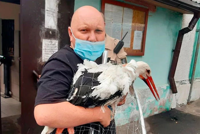 Runaway stork 'surrendered' to Sokolniki district police - Stork, Birds, Fugitive, Moscow, Sokolniki, Animal Rescue, Wild animals, Interesting, , Ministry of Internal Affairs, Ornitarius, Bird watchers, news