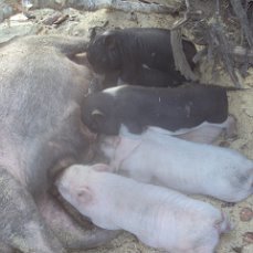 vietnamese bellied pigs - My, Piglets, Сельское хозяйство, Vietnamese pigs, Longpost