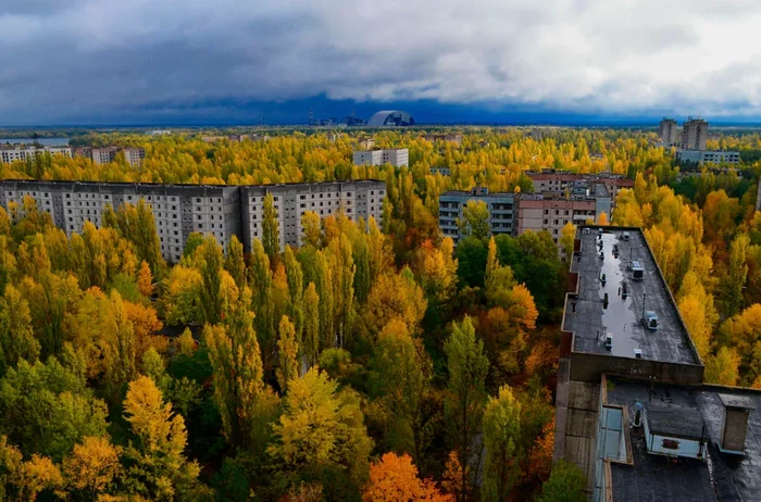 Chernobyl nature: Giant catfish and radiation-resistant insects. How has the nature of Chernobyl changed in 35 years? - Nature, Catastrophe, Radiation, Chernobyl, Animal book, Yandex Zen, Longpost