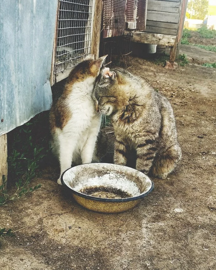 Couple - My, Mobile photography, cat, Tricolor cat, Pair