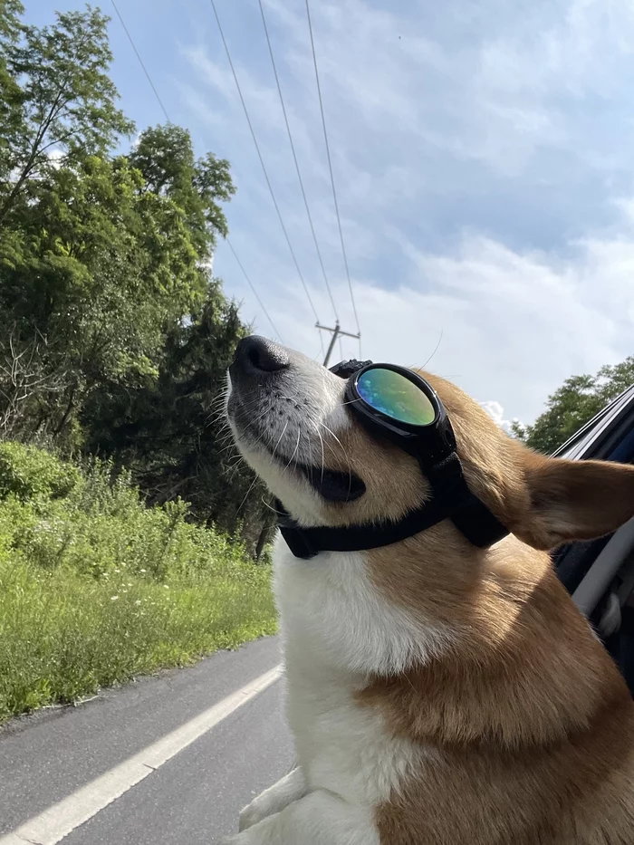 Olive and glasses - My, Dog, Goggles, Summer, Longpost