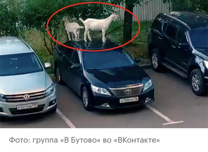 Goat on Toyota, animals attacked parked cars in Moscow - Animals, Auto, Shepherd, news, Moscow